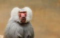 Adult old baboon monkey Pavian, Papio hamadryas observing staring and vigilant looking at camera with brown bokeh