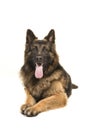 Adult old german shepherd dog lying down looking at the camera s Royalty Free Stock Photo