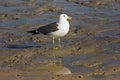 Olrog`s Seagull fishing in the lake