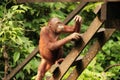 Adult Orang-Utan