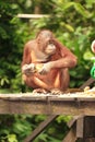 Adult Orang-Utan