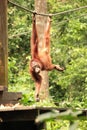 Adult Orang-Utan hanging from rope