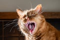 Adult orange cat with its mouth wide open; yellow teeth and tartar visible on the teeth, sign of dental problems Royalty Free Stock Photo