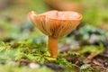 Adult orange milk cap in the forest