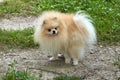 Adult Orange Pomeranian Spitz looks on his own tail