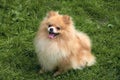 Adult Orange Pomeranian Spitz is sitting on green grass