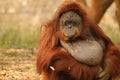 Adult orangutan