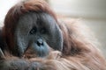 Adult Orangutan expression leaves one with emotion