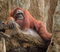 Adult orangutan lying deep in thoughts