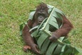 an adult orangutan playing in the grass