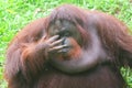 an adult orangutan is sad