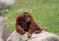 Adult orangutan sitting on a boulder in a zoo