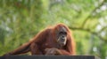 Adult orangutan