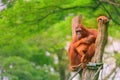 Adult orangutan sitting with jungle as a background Royalty Free Stock Photo