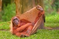 Adult orangutan sitting with jungle as a background Royalty Free Stock Photo