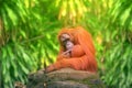 Adult orangutan sitting with jungle as a background Royalty Free Stock Photo