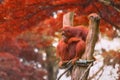 Adult orangutan sitting with jungle as a background Royalty Free Stock Photo