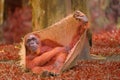 Adult orangutan sitting with jungle as a background Royalty Free Stock Photo