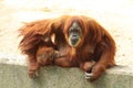 Adult orangutan with their child sitting in a protected area