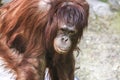 Adult Orangutan at ZooTampa