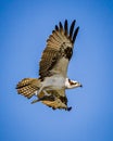 Adult osprey, bird of prey, flies to nest with fish in talons