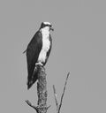 Adult osprey in black and white