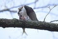 Adult Osprey on a branch enjoying a meal of fresh mackerel Royalty Free Stock Photo