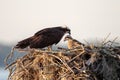 Adult osprey with a chick in a nest.