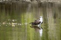 Adult Osprey in an Estuary