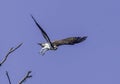 Adult osprey in flight on a clear day