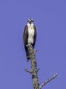 Adult osprey looking straight ahead