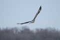 Adult Osprey in Maryland searching for fish