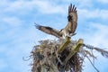 Osprey Landing in Nest