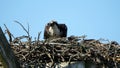 Adult Osprey Rearranging Nesting Materials in Nest