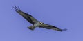 Adult osprey with wings outstretched in flight