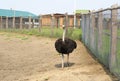 Adult ostrich enclosure. Altai.