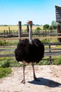 Adult ostrich on the farm