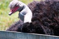 Adult ostrich head and neck portrait on nature Royalty Free Stock Photo