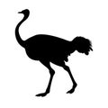 Adult ostrich vector black silhouette Royalty Free Stock Photo