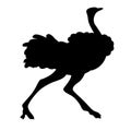 Adult ostrich vector black silhouette Royalty Free Stock Photo