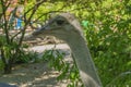 Adult ostrich in the zoo. Close-up portrait against green foliage.