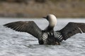 Adult Pacific Loon or Pacific Diver Gavia pacifica, breeding plumage, spreading wings on water