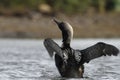 Adult Pacific Loon or Pacific Diver Gavia pacifica, breeding plumage, flapping wings on water