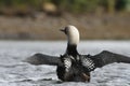 Adult Pacific Loon or Pacific Diver Gavia pacifica, breeding plumage, with outstretched wings on water