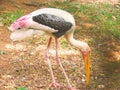 An Adult Painted Stork - Mycteria leucocephala Royalty Free Stock Photo