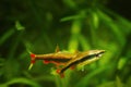 Adult pair of pencilfish spawn in nature biotope aquarium, Nannostomus beckfordi red, Brazilian ornamental blackwater fish Royalty Free Stock Photo