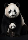 Adult panda bear portrait with small cub against dark background