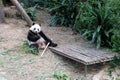 Adult Panda Having a Meal