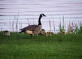 Adult parent goose is feeding with a gaggle of goslings at sunset on the grassy shoreline of the Chippewa Flowage in the