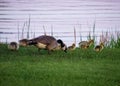 Adult parent goose feeds with its gaggle of goslings along the shore of the Chippewa Flowage water at sunset